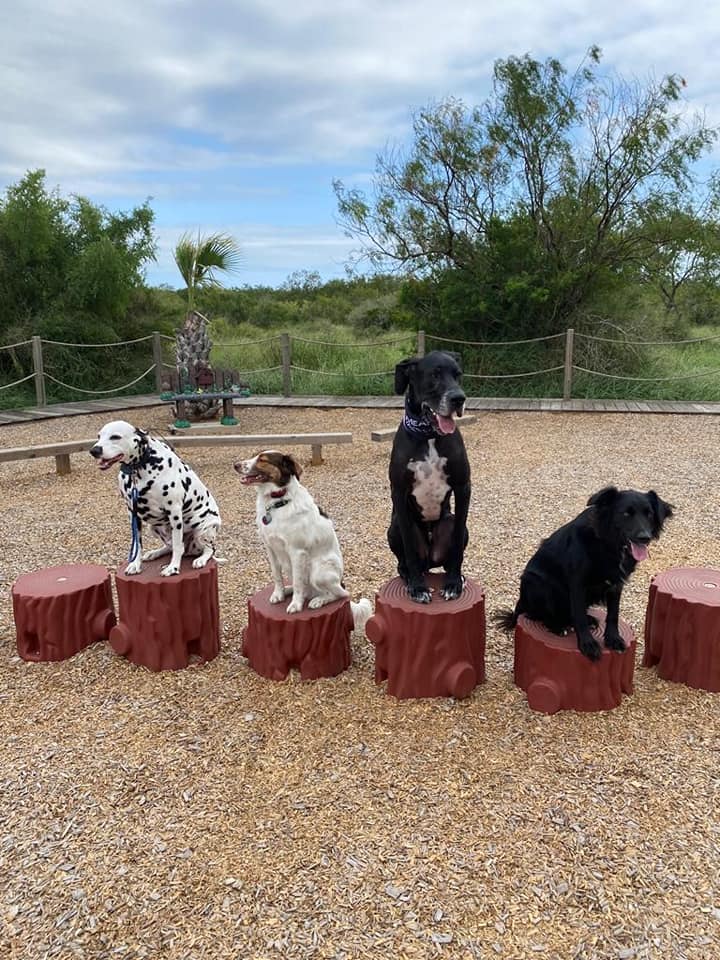 four dogs sitting