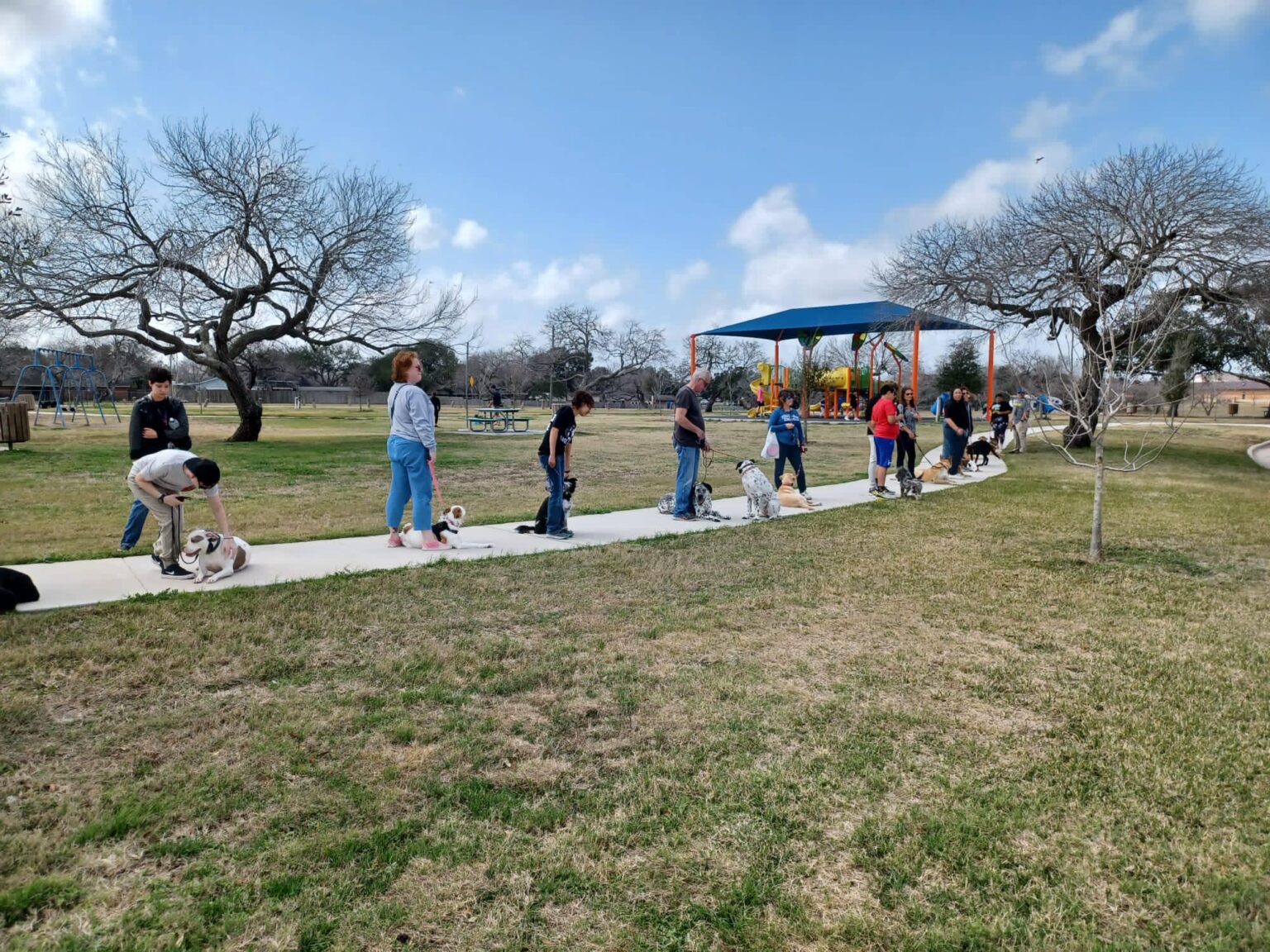 group training - dogs lined up with owners